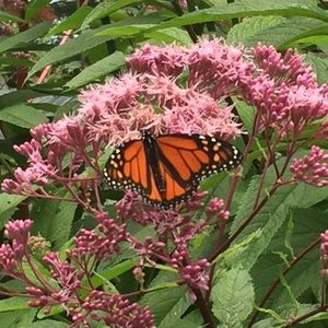 Meet your Posher, Garnett